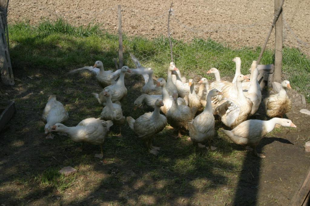 Agriturismo Vecchio Gelso Ortezzano Bagian luar foto